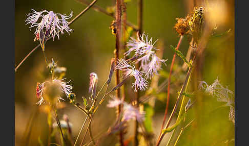 Pracht-Nelke (Dianthus superbus)