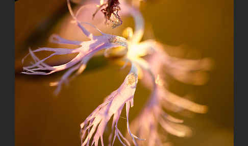 Pracht-Nelke (Dianthus superbus)