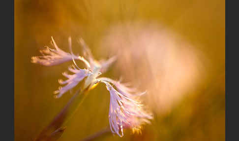 Pracht-Nelke (Dianthus superbus)