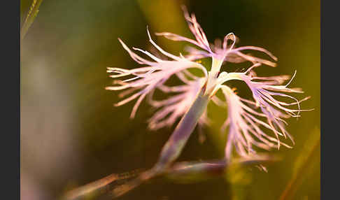 Pracht-Nelke (Dianthus superbus)