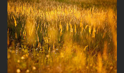 Land-Reitgras (Calamagrostis epigejos)