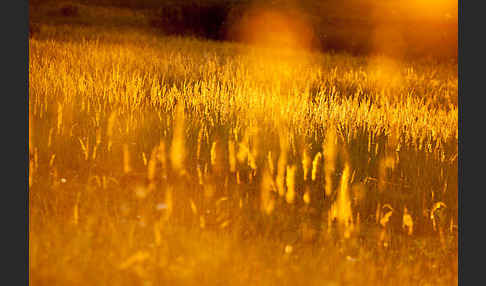 Land-Reitgras (Calamagrostis epigejos)