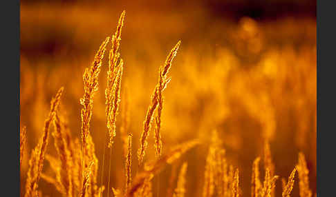 Land-Reitgras (Calamagrostis epigejos)