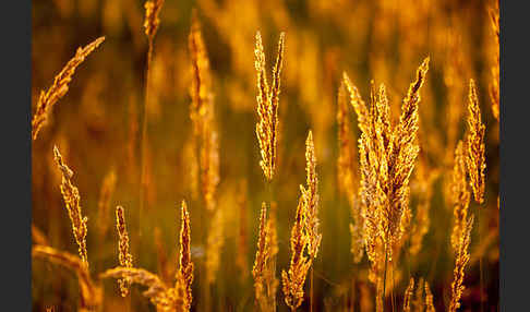 Land-Reitgras (Calamagrostis epigejos)