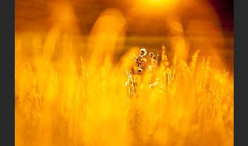 Land-Reitgras (Calamagrostis epigejos)