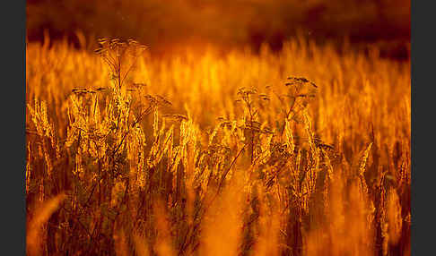 Rainfarn (Tanacetum vulgare)