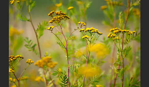 Rainfarn (Tanacetum vulgare)