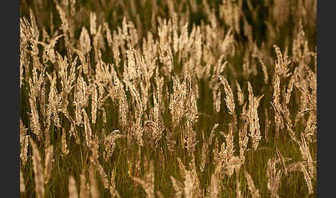 Land-Reitgras (Calamagrostis epigejos)