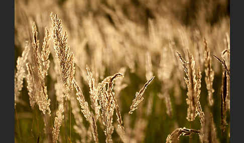 Land-Reitgras (Calamagrostis epigejos)