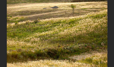 Land-Reitgras (Calamagrostis epigejos)