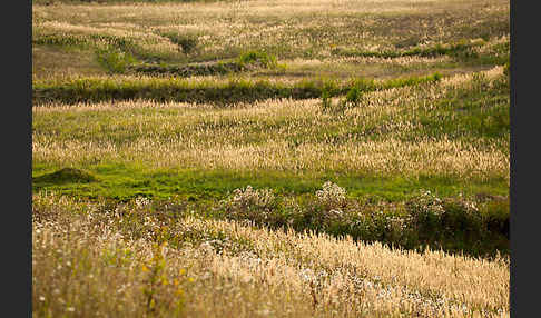 Land-Reitgras (Calamagrostis epigejos)