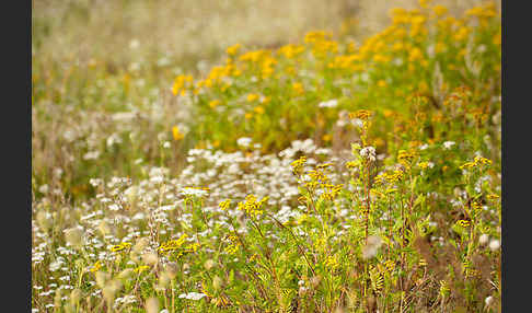 Rainfarn (Tanacetum vulgare)