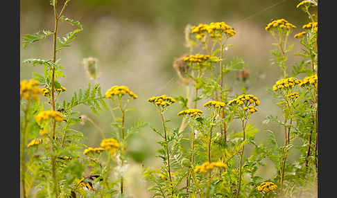 Rainfarn (Tanacetum vulgare)