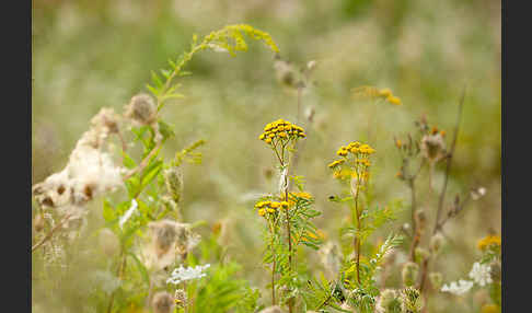 Rainfarn (Tanacetum vulgare)