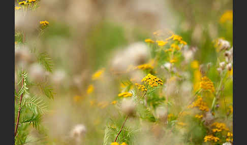 Rainfarn (Tanacetum vulgare)