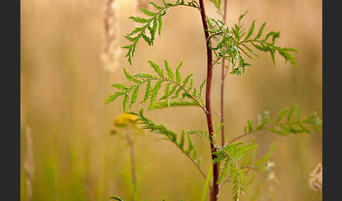 Rainfarn (Tanacetum vulgare)