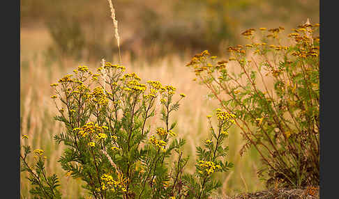 Rainfarn (Tanacetum vulgare)