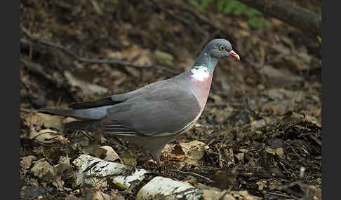 Ringeltaube (Columba palumbus)