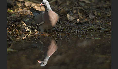 Ringeltaube (Columba palumbus)