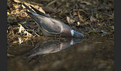 Ringeltaube (Columba palumbus)