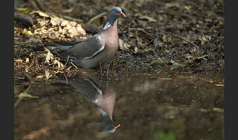 Ringeltaube (Columba palumbus)