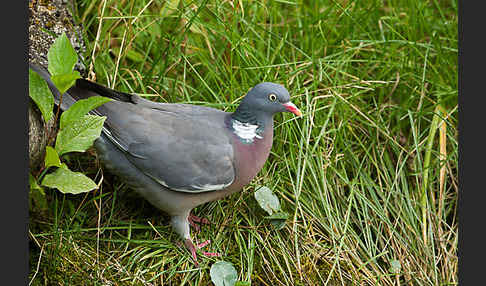 Ringeltaube (Columba palumbus)