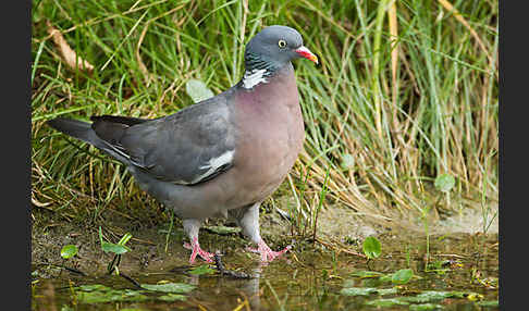 Ringeltaube (Columba palumbus)