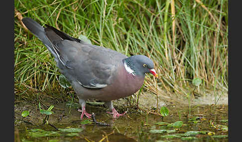 Ringeltaube (Columba palumbus)