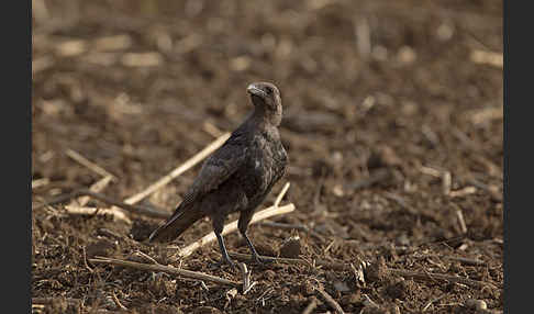 Rabenkrähe (Corvus corone corone)