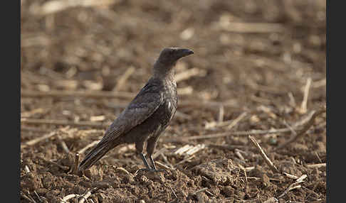 Rabenkrähe (Corvus corone corone)