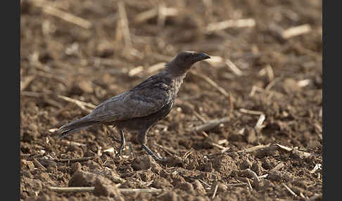 Rabenkrähe (Corvus corone corone)