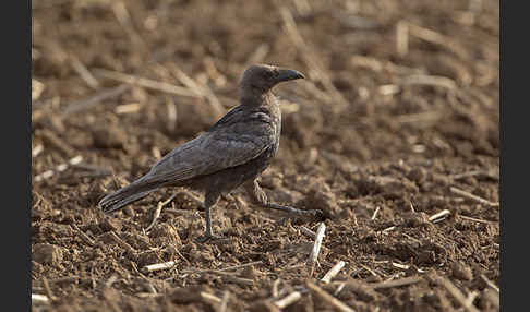 Rabenkrähe (Corvus corone corone)