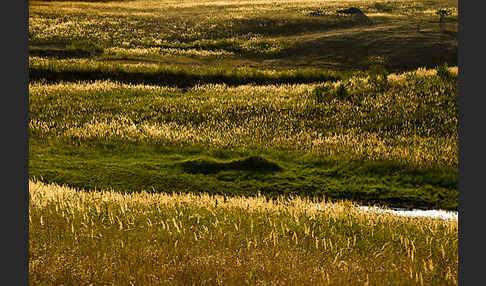 Land-Reitgras (Calamagrostis epigejos)