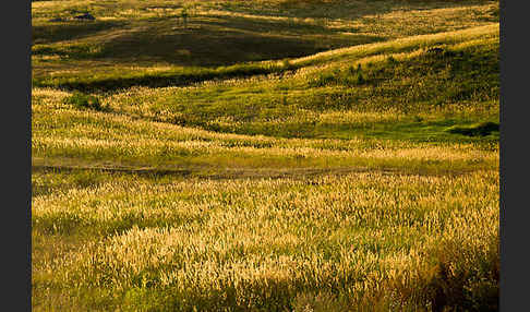 Land-Reitgras (Calamagrostis epigejos)