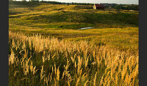 Land-Reitgras (Calamagrostis epigejos)