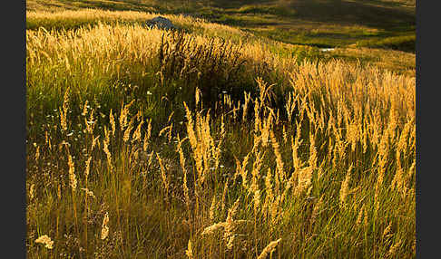 Land-Reitgras (Calamagrostis epigejos)