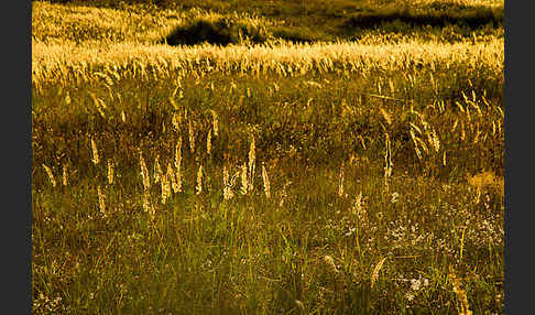 Land-Reitgras (Calamagrostis epigejos)