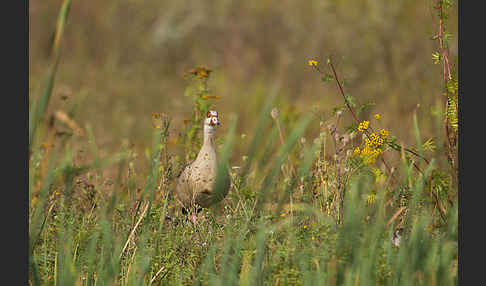 Nilgans (Alopochen aegyptiacus)