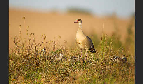 Nilgans (Alopochen aegyptiacus)