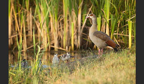 Nilgans (Alopochen aegyptiacus)