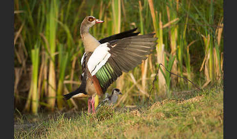 Nilgans (Alopochen aegyptiacus)