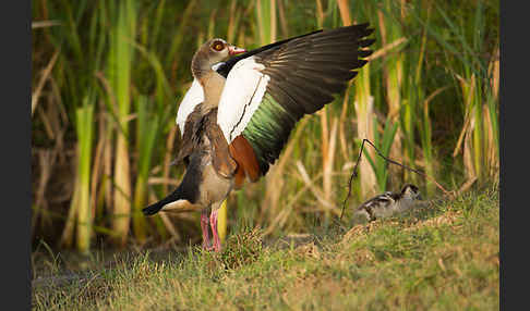 Nilgans (Alopochen aegyptiacus)