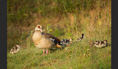 Nilgans (Alopochen aegyptiacus)