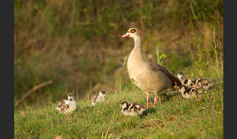 Nilgans (Alopochen aegyptiacus)