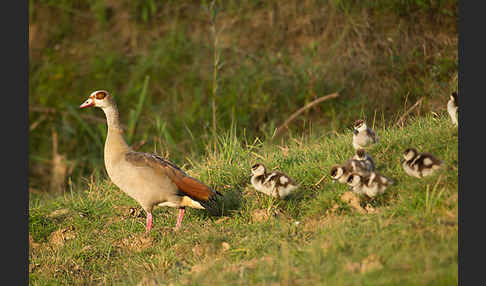 Nilgans (Alopochen aegyptiacus)