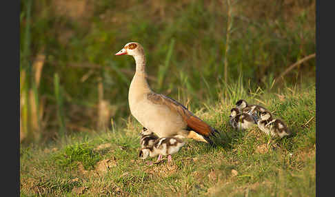 Nilgans (Alopochen aegyptiacus)