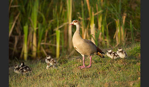 Nilgans (Alopochen aegyptiacus)