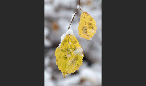 Herbst (autumn)