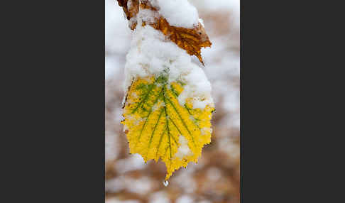 Herbst (autumn)