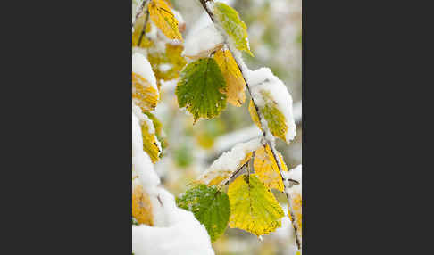 Herbst (autumn)